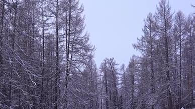 4K实拍冬季白雪森林雪景树林视频的预览图